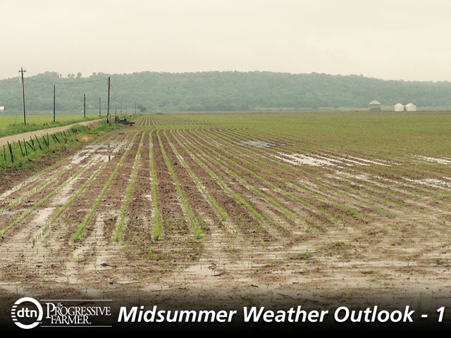 A very wet spring and summer have fields from Missouri to Ohio threatened with loss of corn yield. (DTN photo by Bryce Anderson)